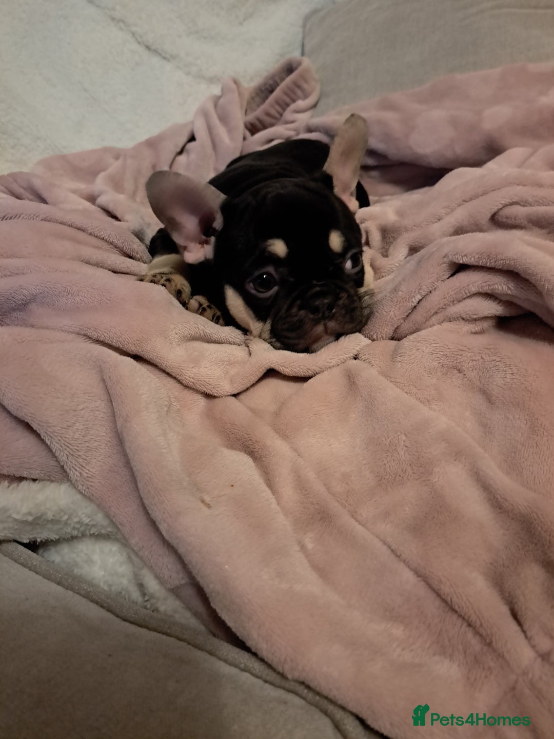 French Bulldog dogs for sale: Stunning French bulldogs  - Image 14
