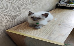 Ragdoll cats for sale: ragdoll kittens - Image 9