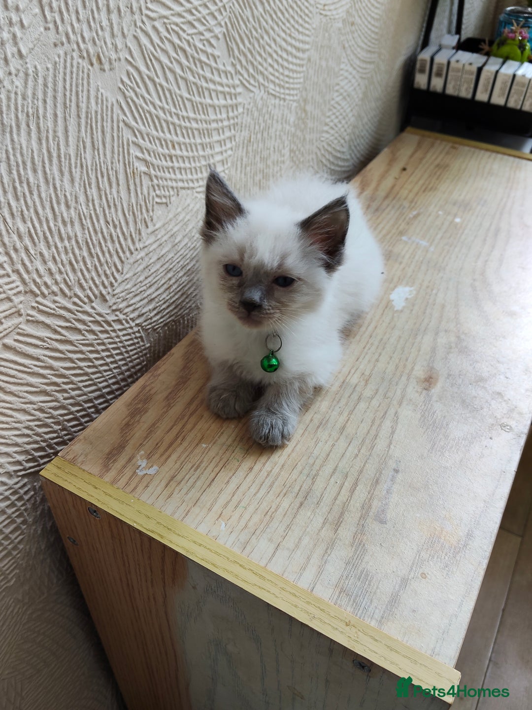 Ragdoll cats for sale: ragdoll kittens - Image 9