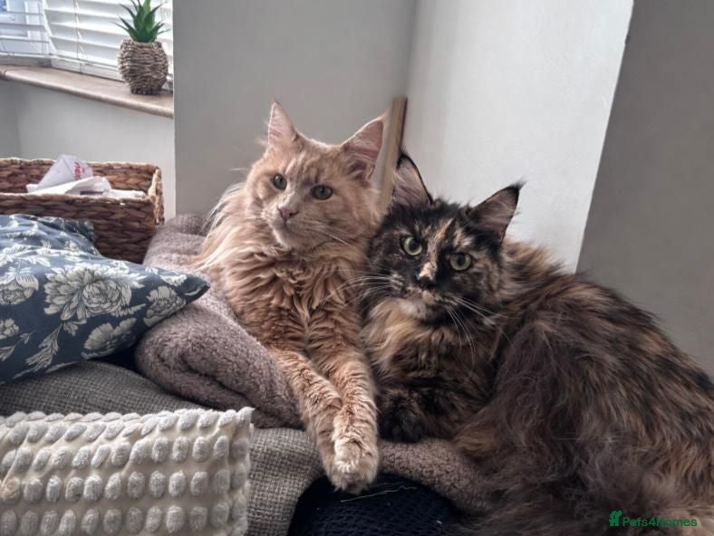 Maine Coon cats Ready now! Ticca Black smoke male maine coons.  - Advert 2
