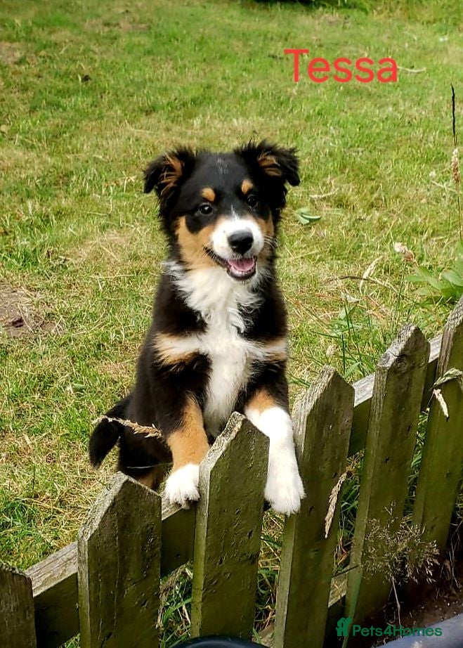 Australian Shepherd dogs Australian Shepherd Pups Available Now - Advert 4