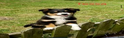 Australian Shepherd dogs for sale: Australian Shepherd Pups Available Now - Advert 1