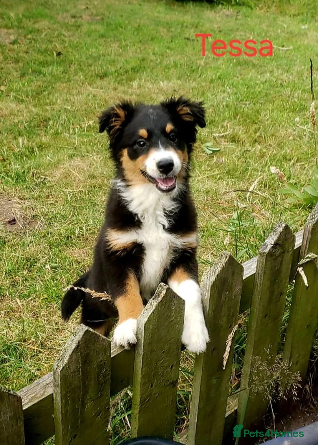 Australian Shepherd dogs for sale: Australian Shepherd Pups Available Now - Advert 1