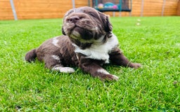 Labradoodle dogs for sale: Chocolate Merle Labradoodle Babies 🐾🐾🐾 - Image 4