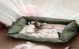 Scottish Fold cats for sale: Purrfect little babies - Image 16