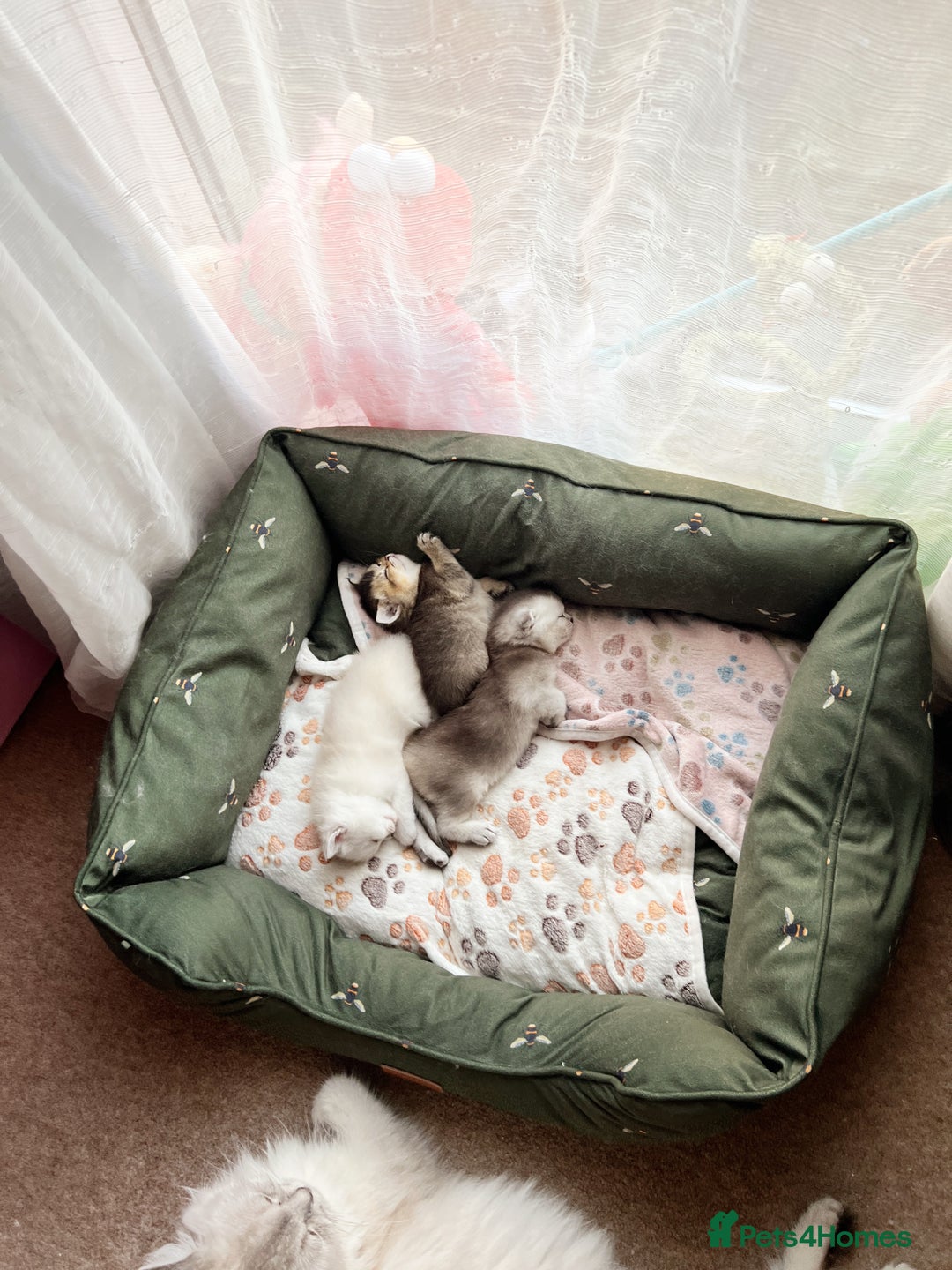 Scottish Fold cats for sale: Purrfect little babies - Image 16