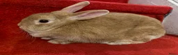 Mixed Breed rabbits for sale: Rabbit  - Advert 5