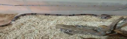 Milk Snake reptiles for sale: ANERY HONDURAN MILK SNAKE - Advert 4