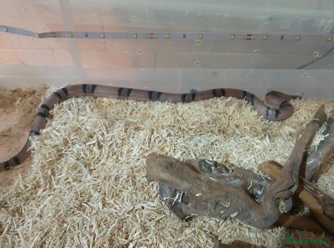 Milk Snake reptiles for sale: ANERY HONDURAN MILK SNAKE - Advert 4