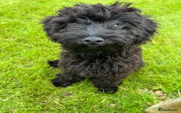 Pomapoo dogs for sale: Poodle X Pomeranian - Image 2