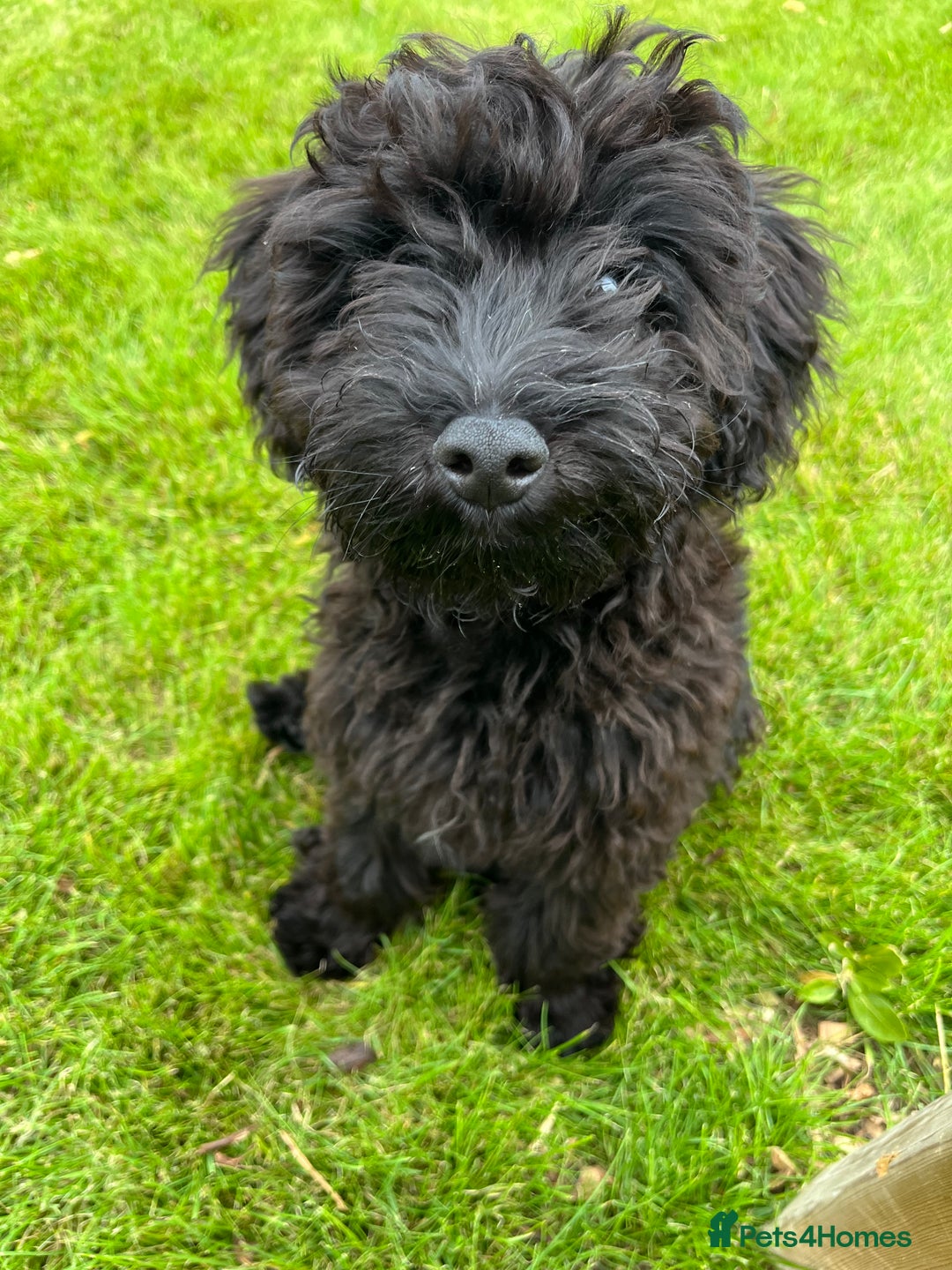 Pomapoo dogs for sale: Poodle X Pomeranian - Image 2