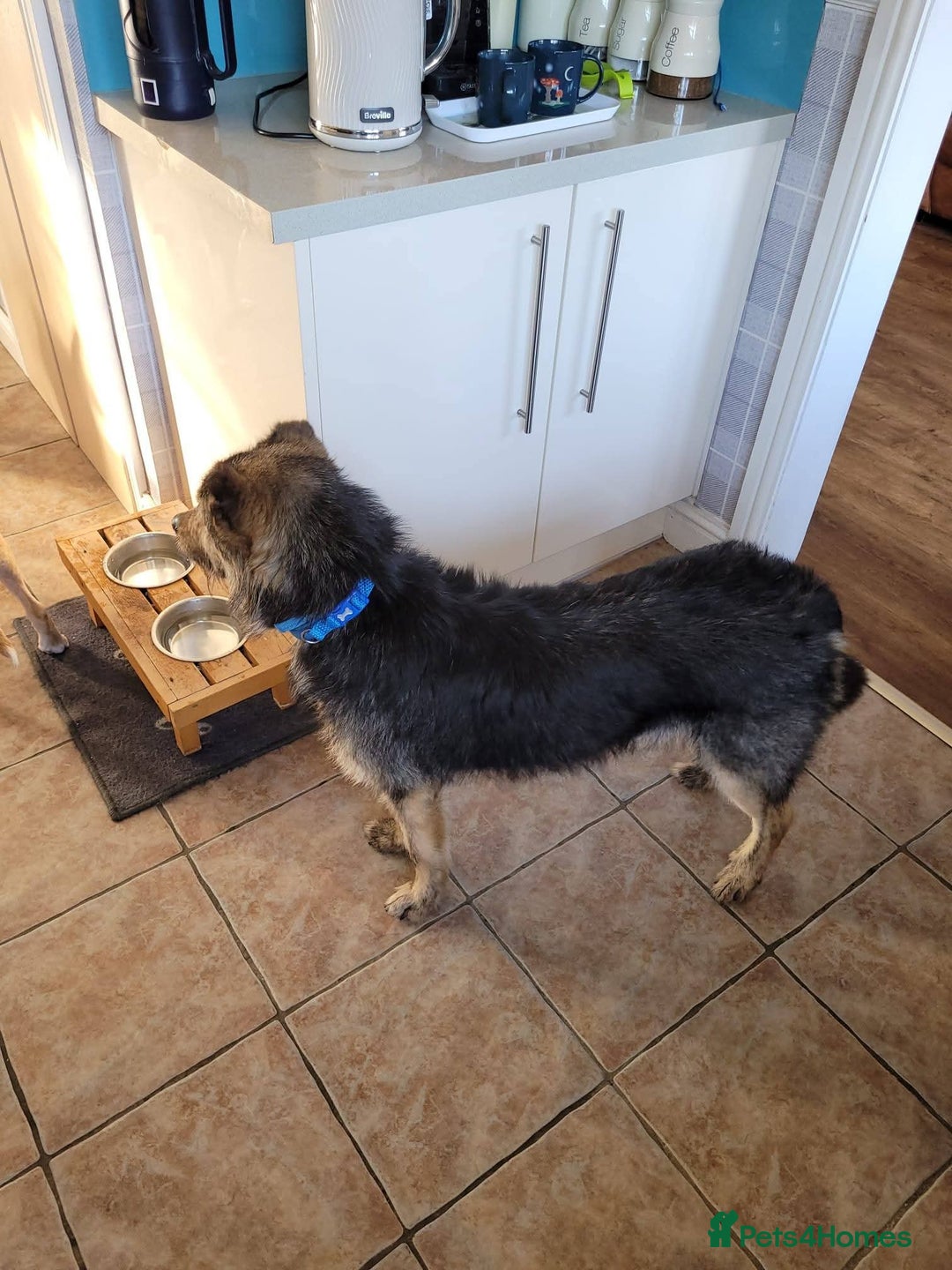 Mixed Breed dogs for adoption: Meet Alfie, currently residing in Buckinghamshire  - Advert 9