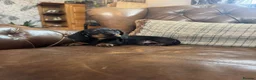 Dachshund dogs for sale: Miniature Dachshund Puppies  - Advert 7