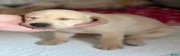 Labrador Retriever dogs for sale: Kennel Club Registered Labrador Puppies 🐾 - Advert 3