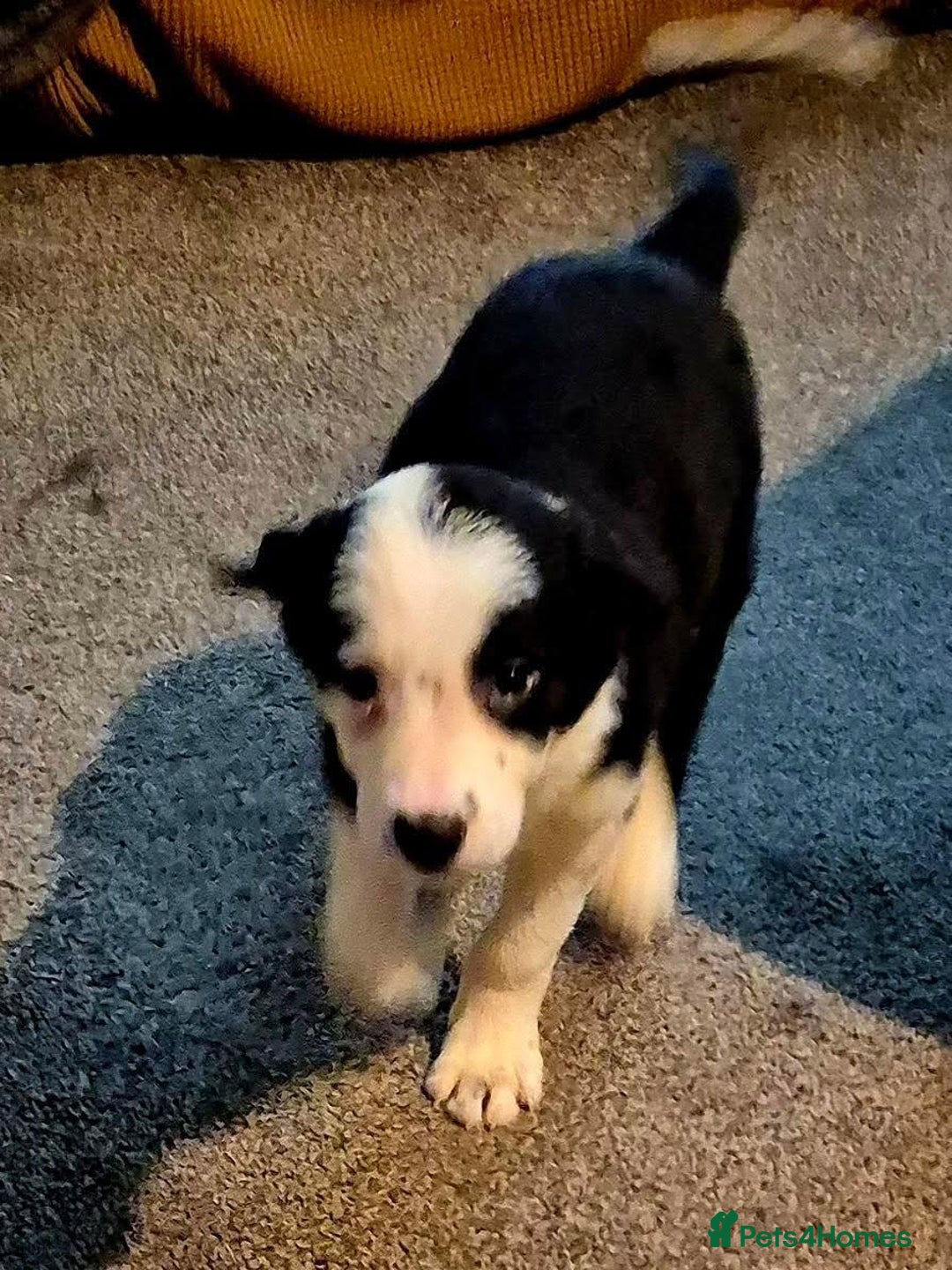 Border Collie dogs for sale: Border collie pups for sale  - Image 4