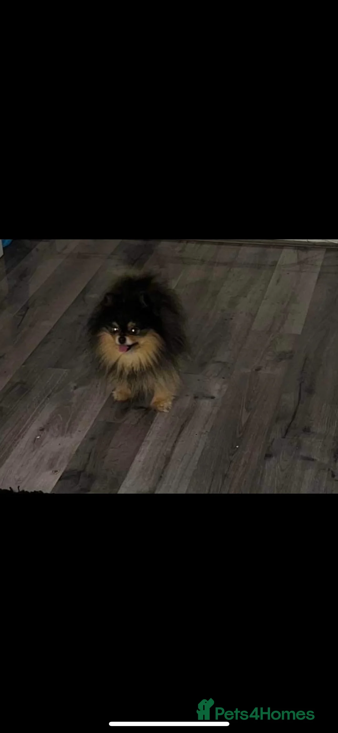 Pomeranian dogs for stud: KING Russian import black and tan - Advert 2
