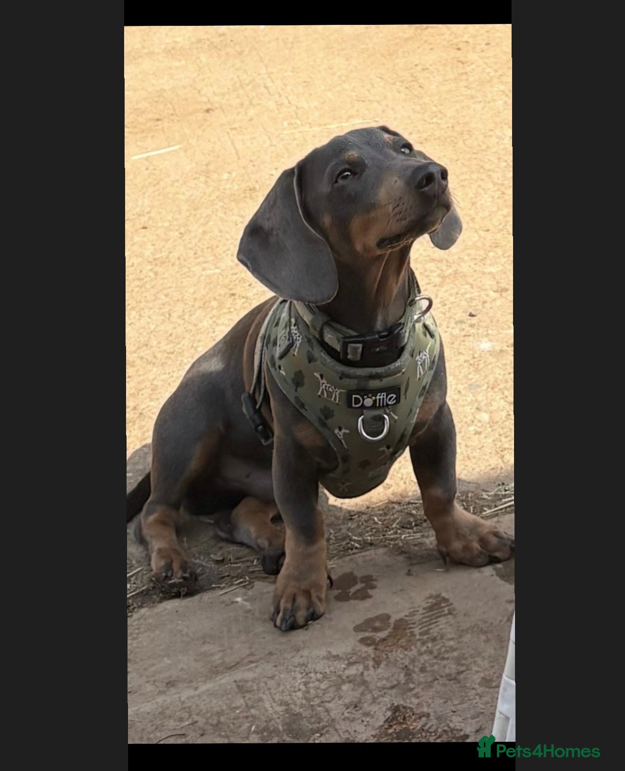 Miniature Dachshund dogs 🐾SNOOP🐾 blue and tan miniature stud(proven) - Advert 1