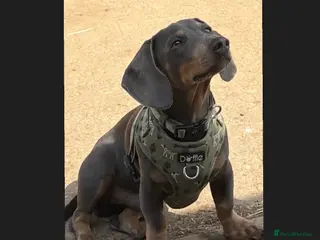 Miniature Dachshund dogs 🐾SNOOP🐾 blue and tan miniature stud(proven) - Advert 1