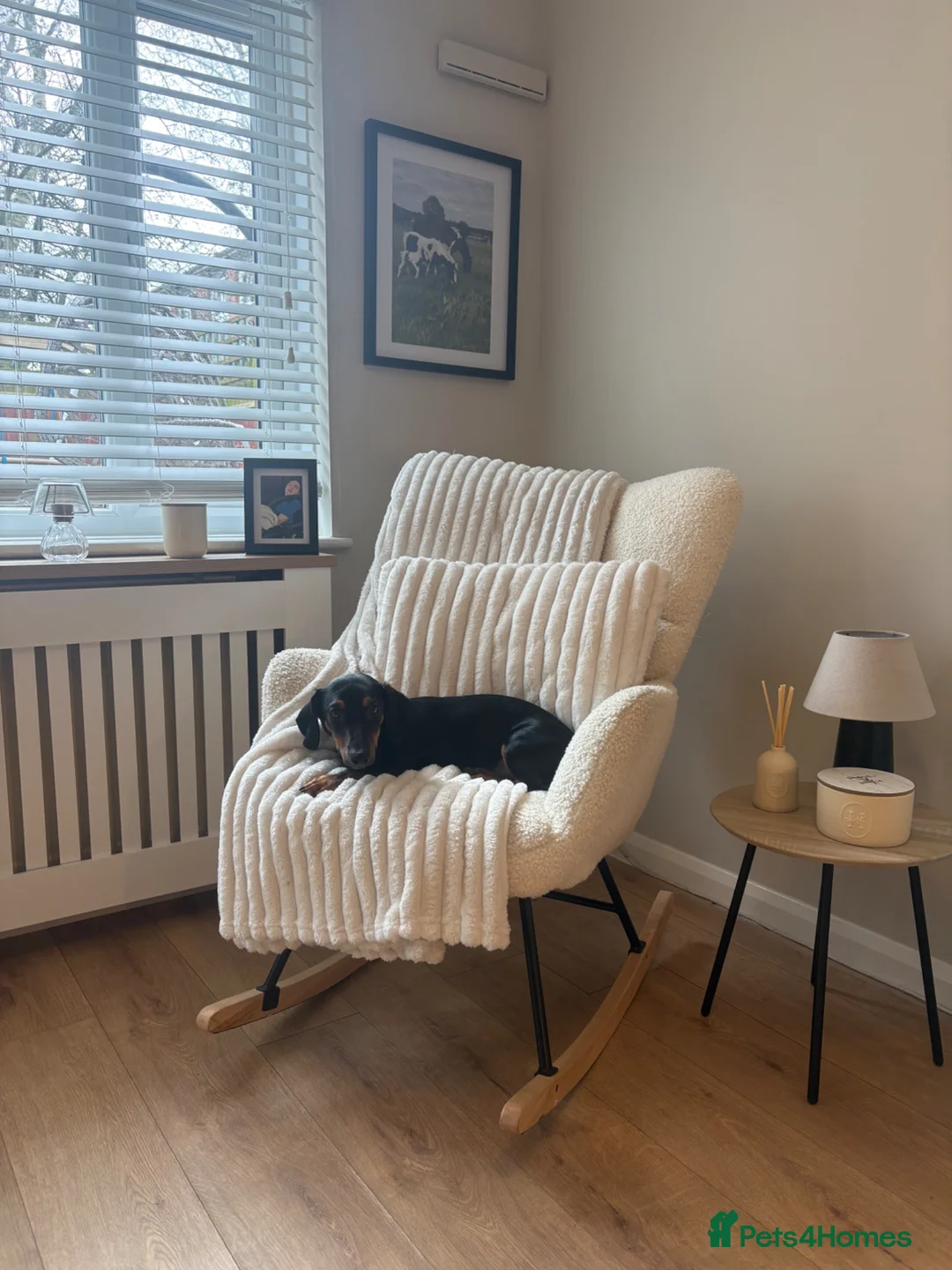 Jackshund dogs for sale: 8 month old dachshund x jack russell for rehoming  in London - Advert 1