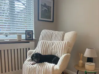 Jackshund dogs 8 month old dachshund x jack russell for rehoming - Advert 1