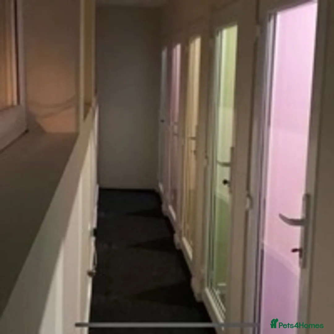 Maine Coon cats for stud: studs available  in Brighouse - Advert 6