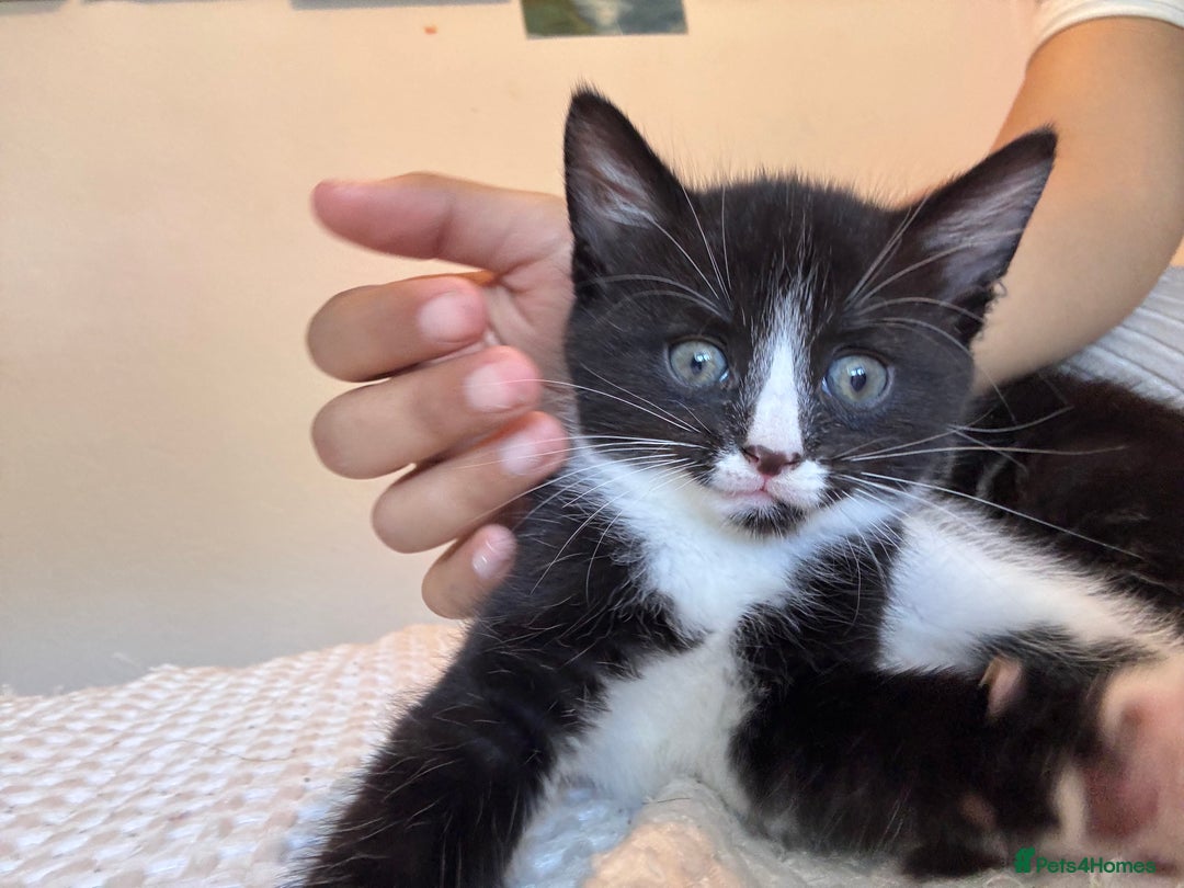 Mixed Breed cats for sale: 6 playful kitties ready to leave - Image 8