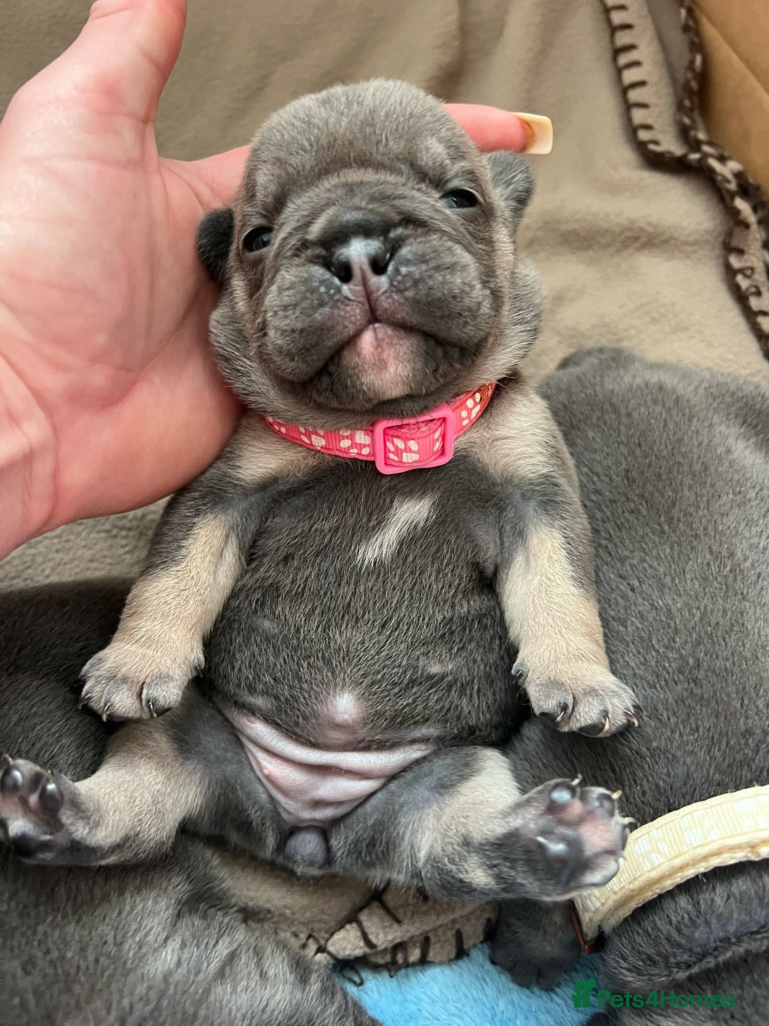 Mixed Breed dogs for sale: Stunning Merle French x English Bulldog puppies - Advert 1