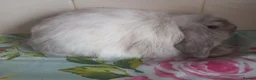 Mini Lop rabbits for sale: Pedigree Mini Lops in Tamworth - Advert 4
