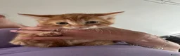 Mixed Breed cats for sale: Mixed breed ginger boys - Advert 4
