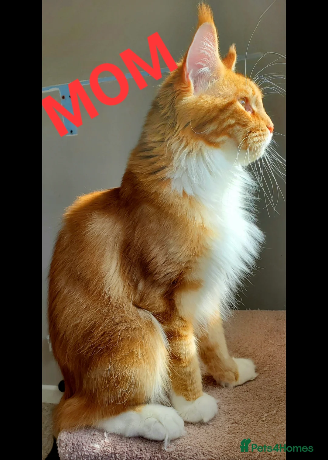 Maine Coon cats for sale: GOURGEOUS XXL MAINE COON KITTENS!!! - Advert 20