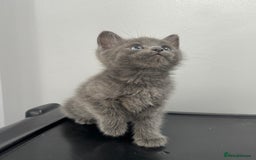 Mixed Breed cats for sale: Beautiful grey kitten  - Image 3