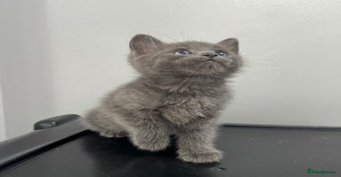 Mixed Breed cats - Advert 7
