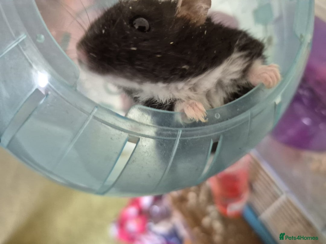Hamster rodents for sale: rare black russian dwarf hampster - Image 2