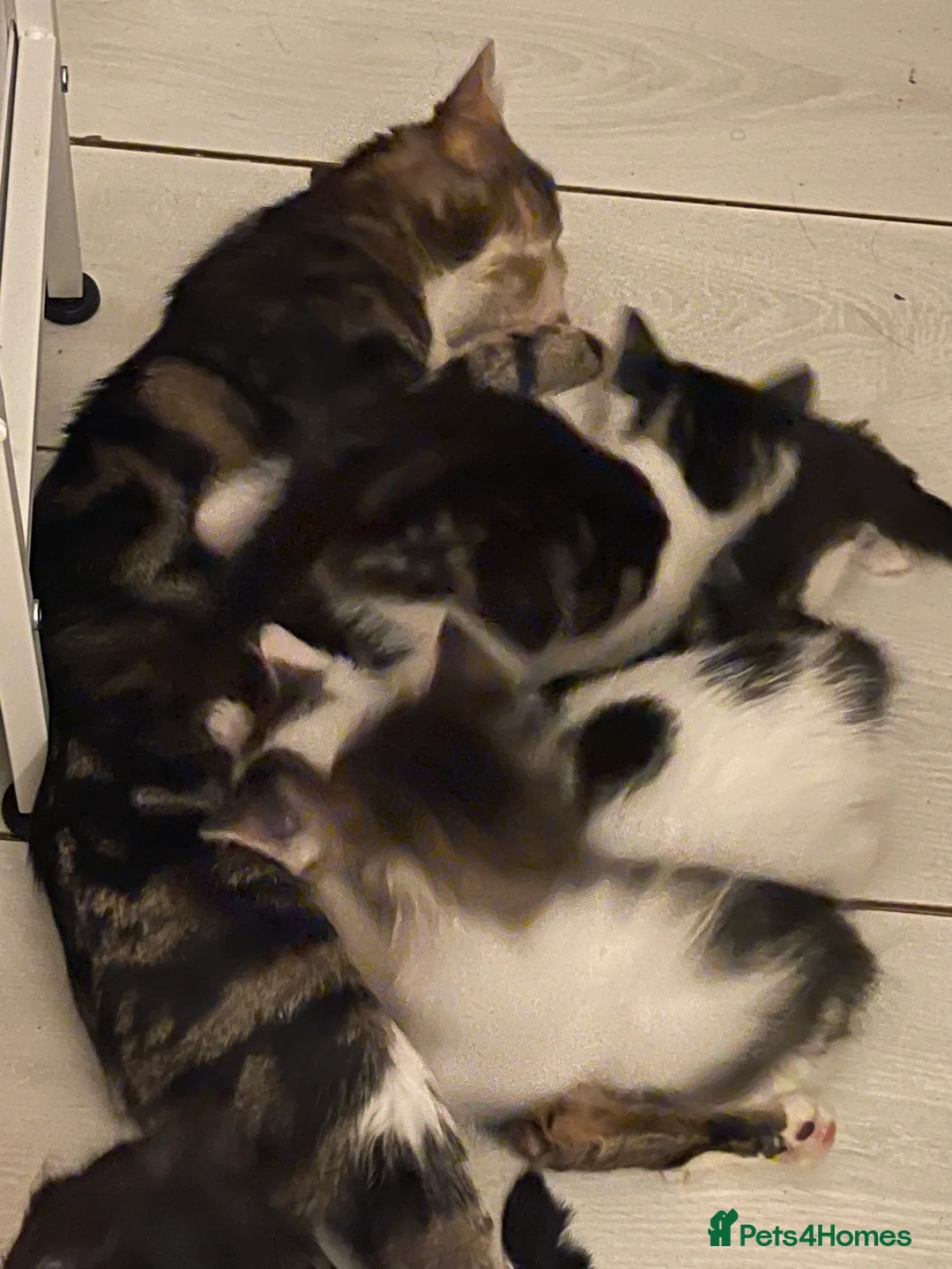 Mixed Breed cats for sale: lovely kittens  in London - Advert 2