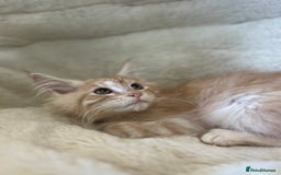 Maine Coon cats for sale: Stunning Mainecoon kittens  - Image 6