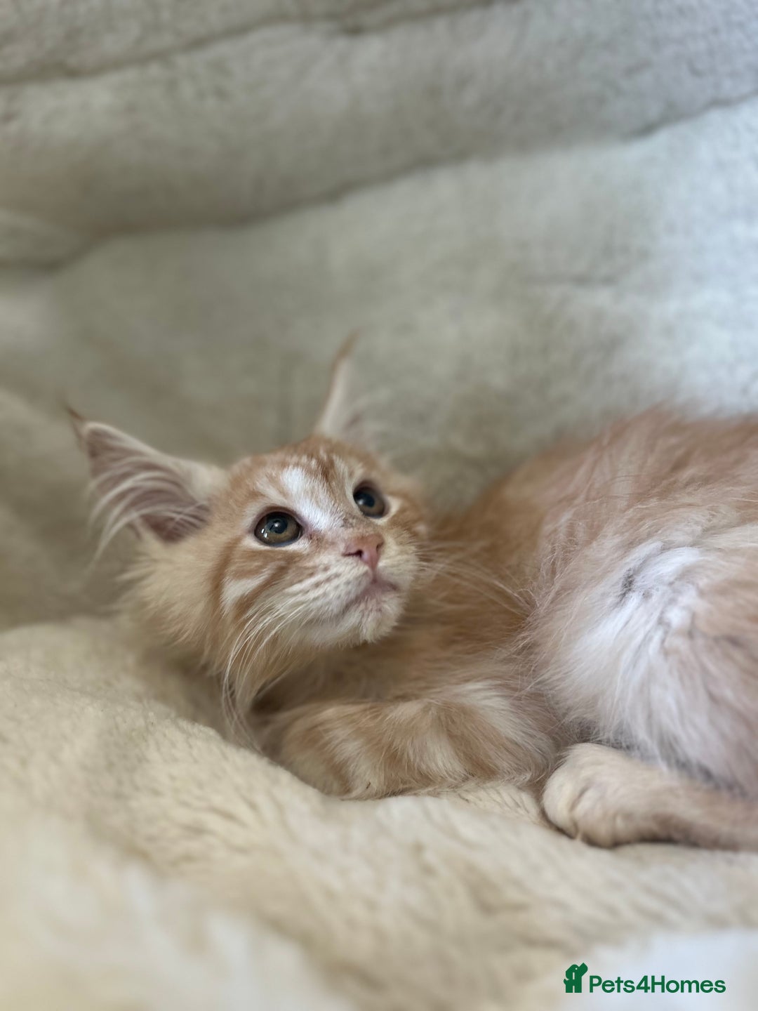 Maine Coon cats for sale: Stunning Mainecoon kittens  - Image 6