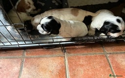 Cocker Spaniel dogs for sale: Roan English cocker spaniels  - Image 10