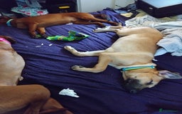 Mixed Breed dogs for sale: RHODESIAN RIDGEBACK CROSS - Image 3