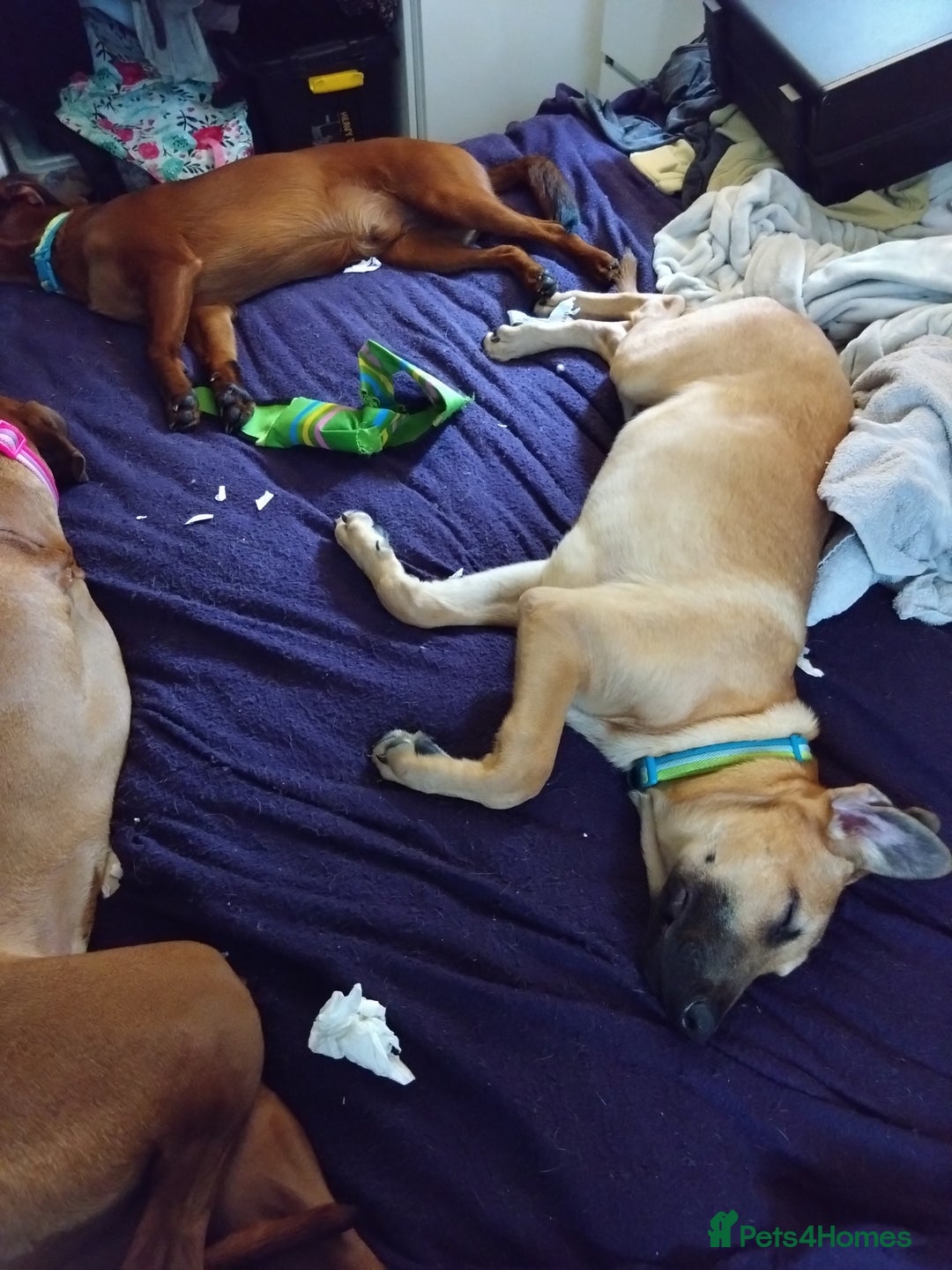 Mixed Breed dogs for sale: RHODESIAN RIDGEBACK CROSS - Image 3