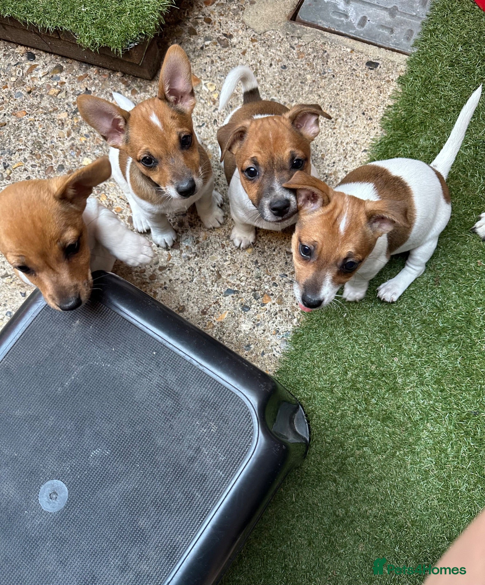 Jack Russell dogs Short Leg Jack Russell Terrier Puppies  - Advert 1