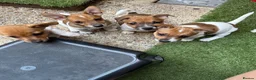 Jack Russell dogs for sale: Short Leg Jack Russell Terrier Puppies  - Advert 1