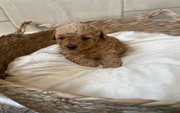 Toy Poodle dogs for sale: 5*Ukrainian toy poodle 1 girl available  - Image 5