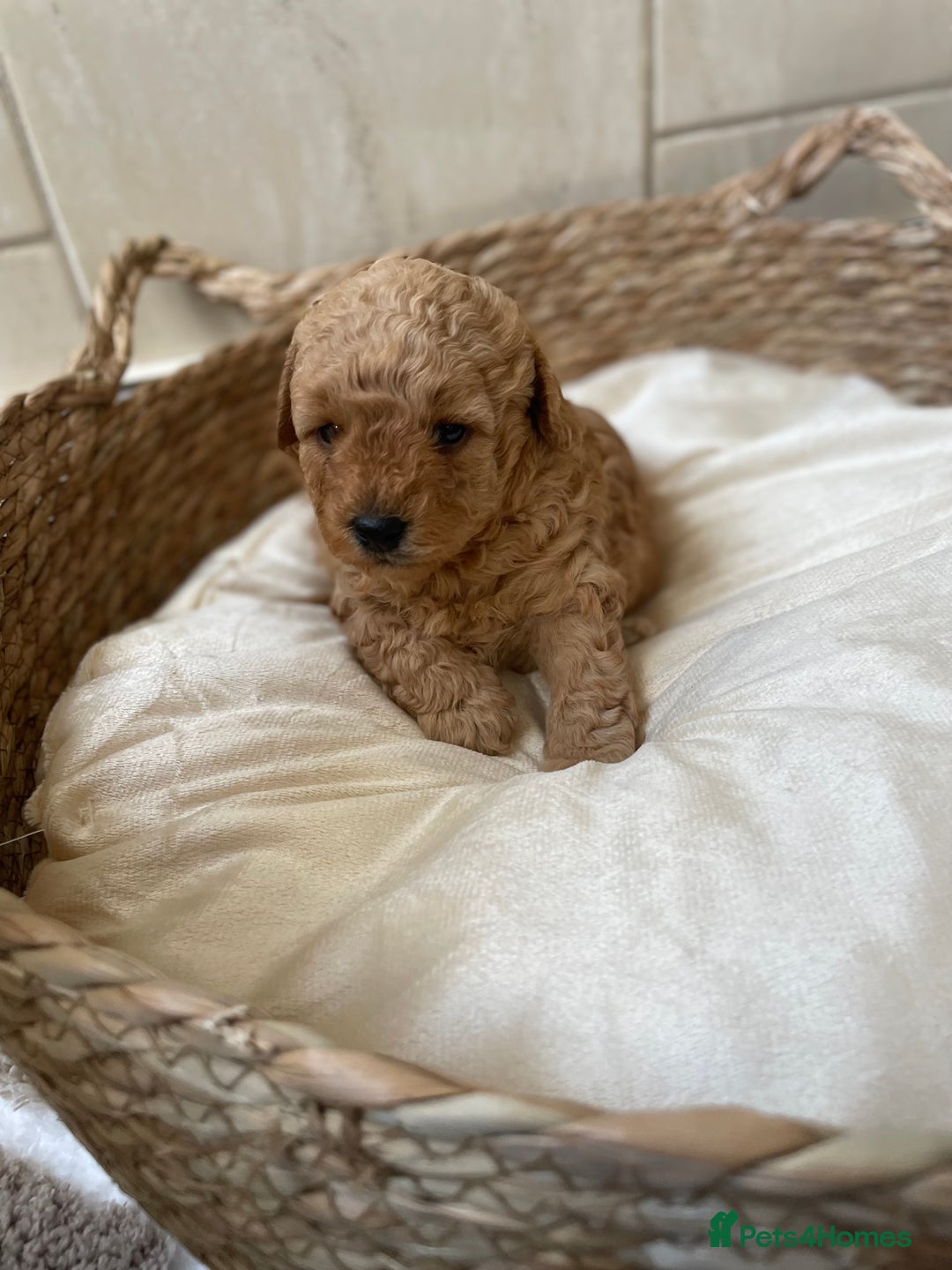 Toy Poodle dogs for sale: 5*Ukrainian toy poodle 1 girl available  - Image 5