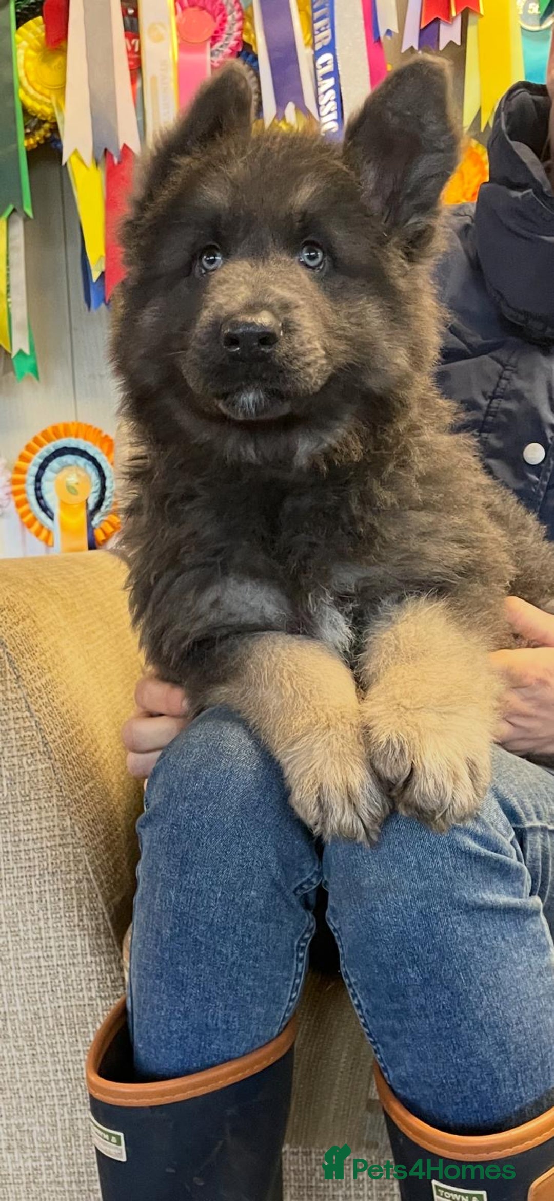 Mixed Breed dogs for sale: Quality health tested German shepherds  - Advert 3