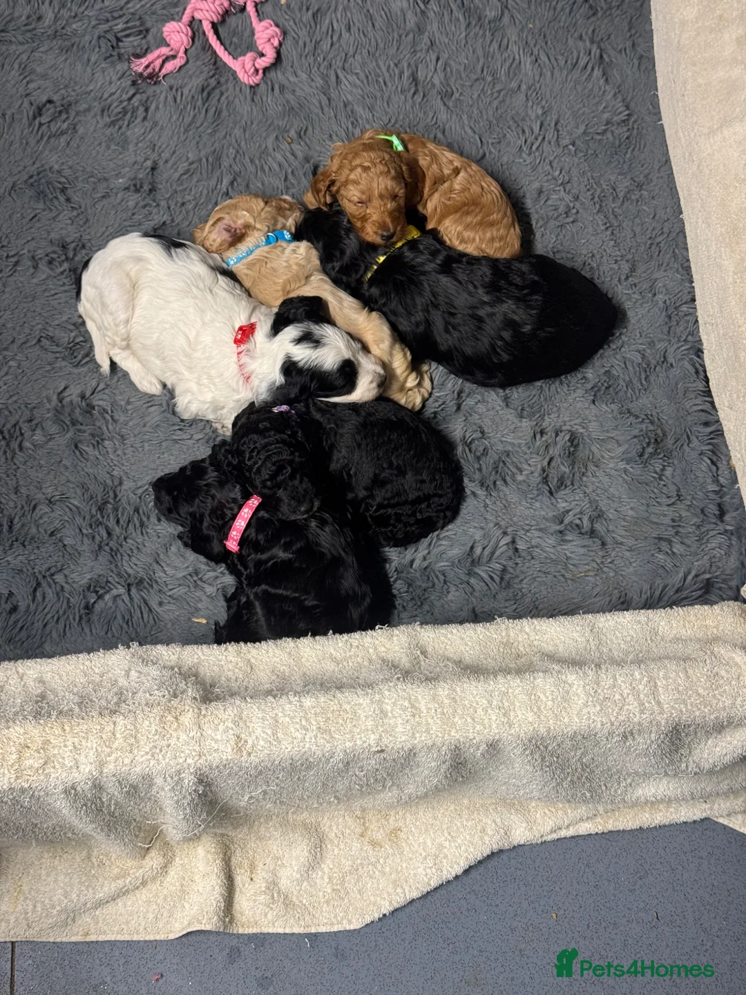 Cockapoo dogs for sale: Gorgeous Cockapoo pups 5🌟 licensed breeder  - Advert 2