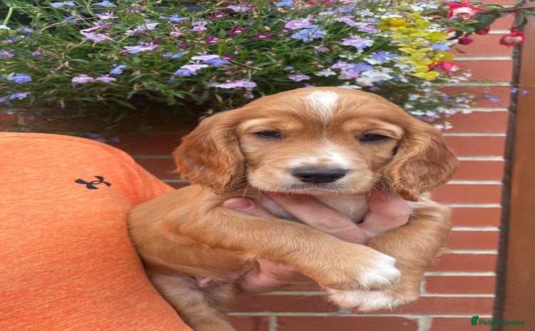 Cocker Spaniel dogs in Bishop Auckland - Advert 8
