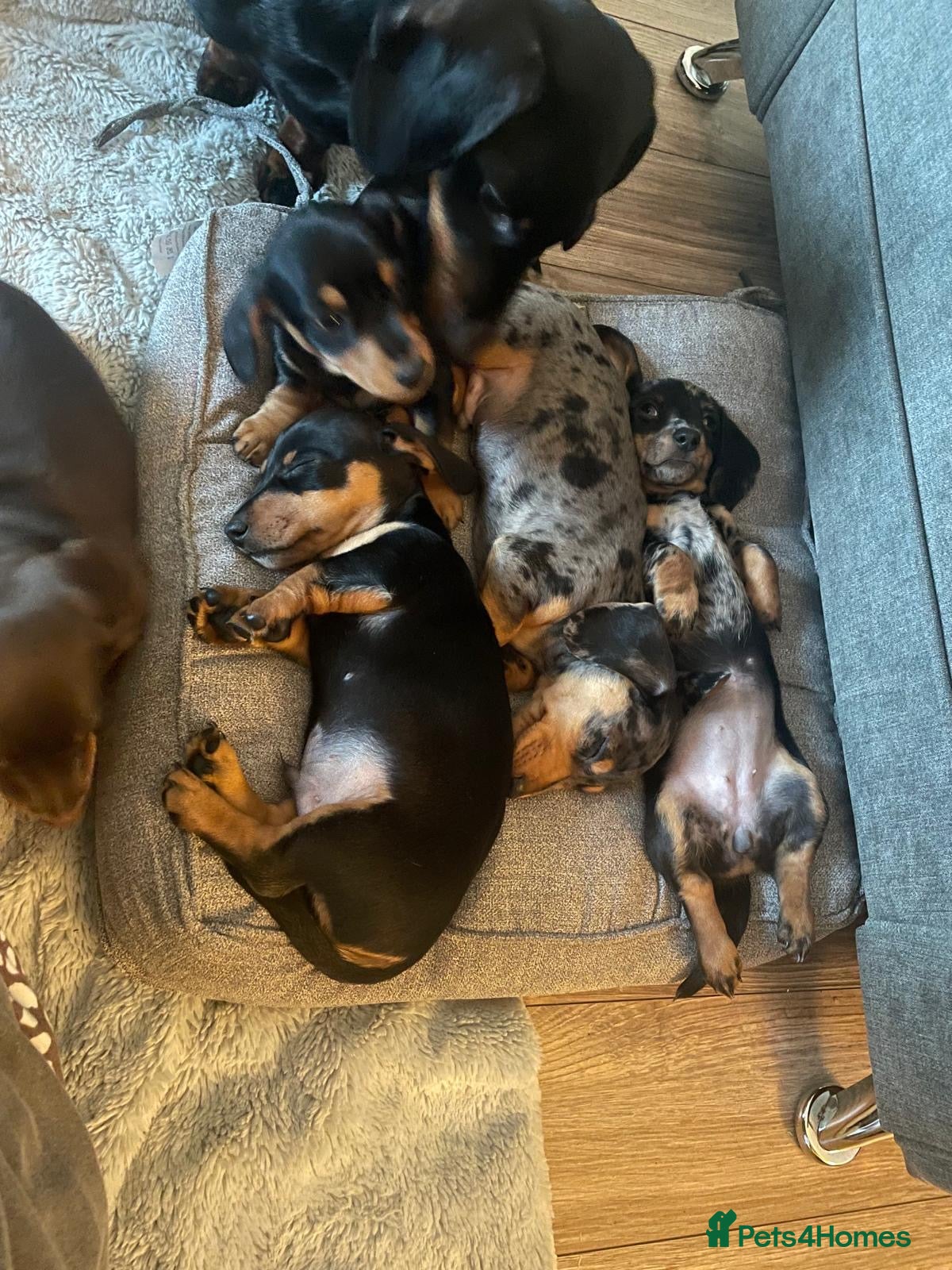 Miniature Dachshund dogs Miniature Dachshunds dapple. KC reg 4th Jan - Advert 1