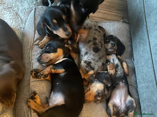 Miniature Dachshund dogs Miniature Dachshunds dapple. KC reg 4th Jan - Advert 13