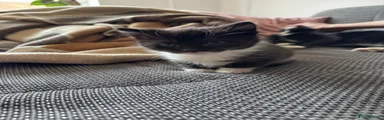 Mixed Breed Kitten 1