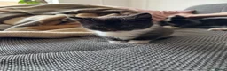 Mixed Breed cats for sale: 3 beautiful kittens for sale  - Advert 10